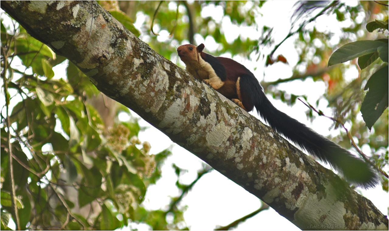 Spice Jungle Resort Munnar Kültér fotó